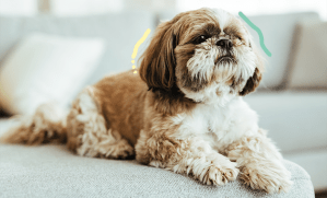 Shih Tzu assis