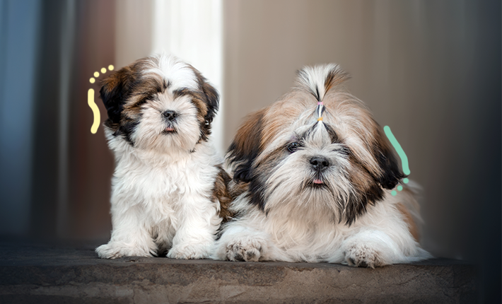 Deux chiens Shih Tzu moelleux profitant de la vue ensemble.