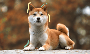 un adorable shiba inu