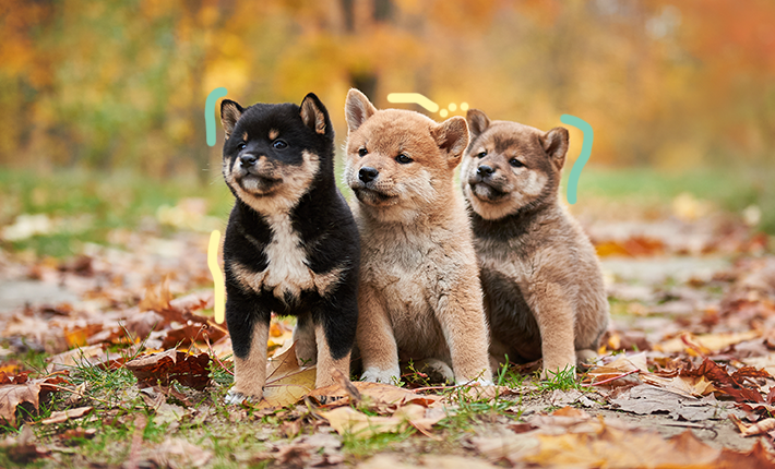 trois adorables chiots profitant du terrain