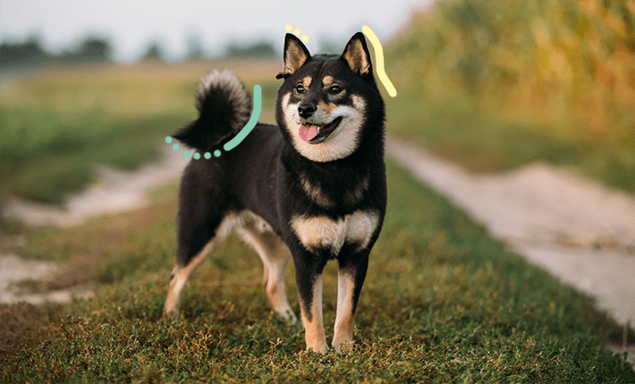 Un chien sur un chemin