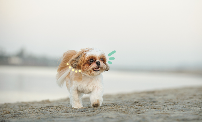 adorable shih tzu en cours d'exécution