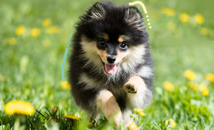 Un chien profitant d'une journée ensoleillée à l'extérieur.