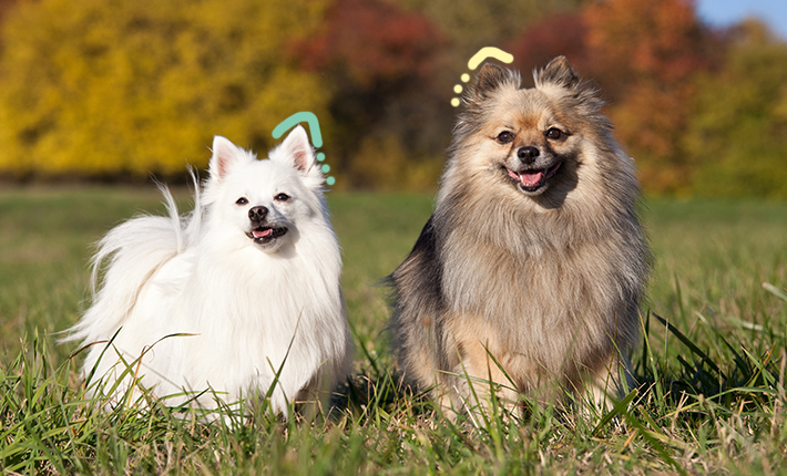 Deux chiens espiègles gambadant dans un champ animé