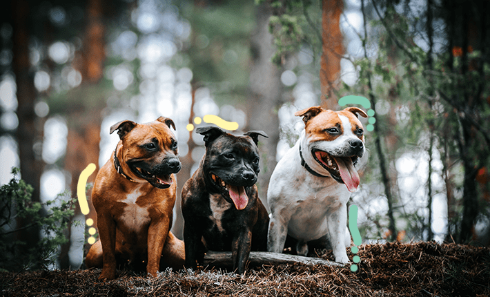 Trois chiens se prélassant sur un tas de feuilles