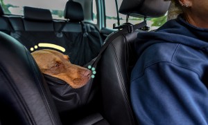 transport voiture chien