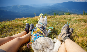 chien profitant de la vue sur la montagne