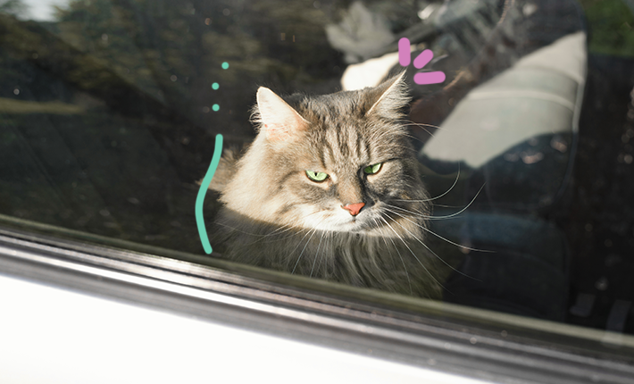 chat voiture