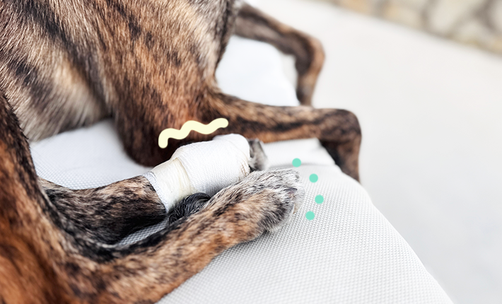 chien_patte_casssée