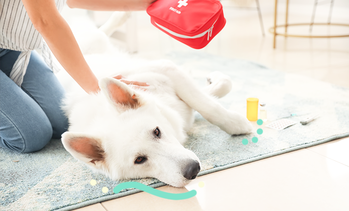 chien_urgences_vétérinaires