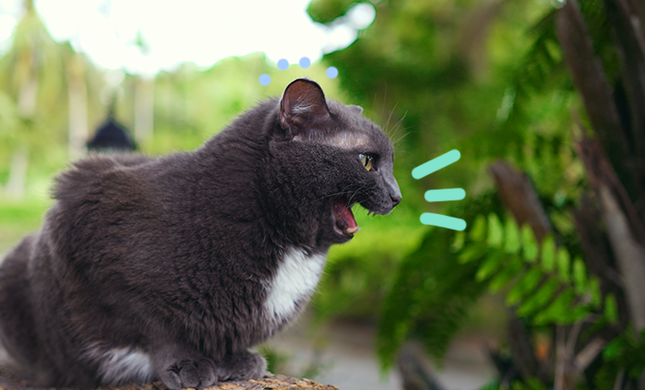 respiration_anormale_chat