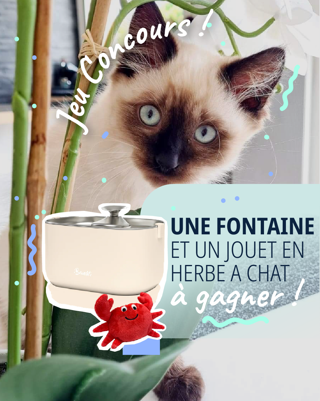 Jeu concours MyPet chat juillet 2026