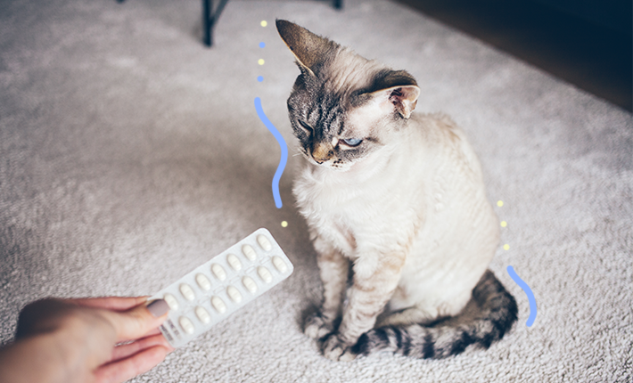 médicament chat