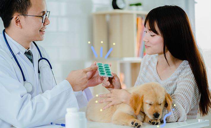 médicament chien