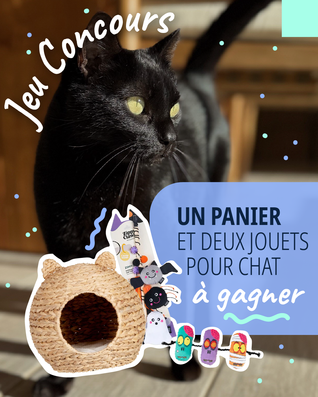 Jeu concours chat'loween MyPet chat 2026